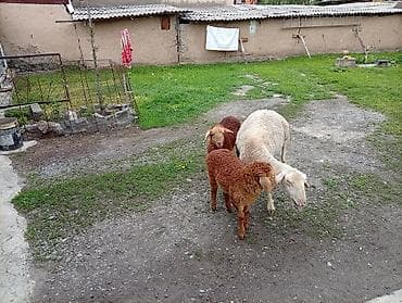 ласка животные: Продаю | Овца (самка) | Для разведения | Матка — 2