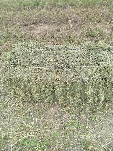 сачок для рыбы: Сено в тюках - Форма: прямоугольные тюки, плотно перевязаны шпагатом — 2