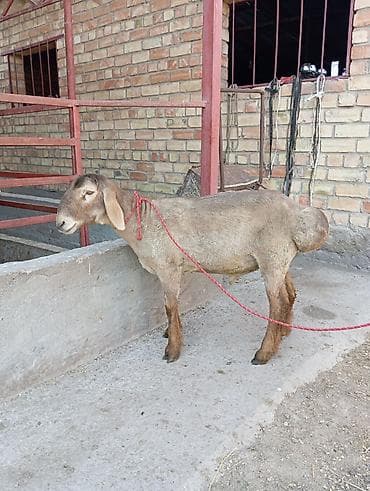 домашние птицы: Продаю | Баран (самец) | Для разведения | Племенные — 1