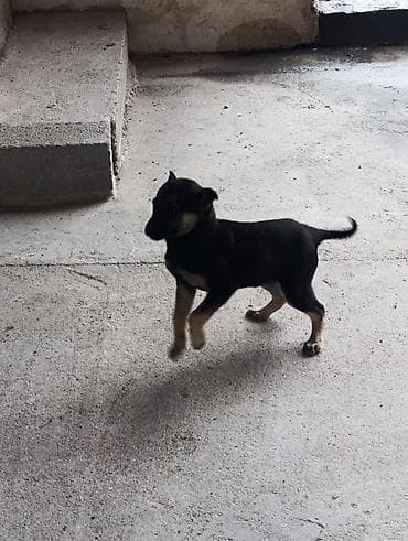 Аквариумдар: Щенок, короткошёрстный, окраса черный с подпалом (рыжевато-песочные — 3