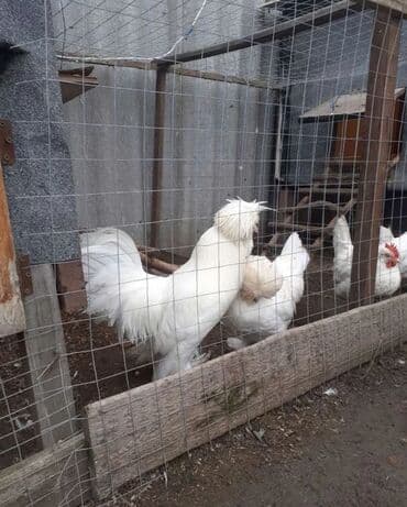 продажа щенков немецкой овчарки в бишкеке с документами: Продам пару султанок — 2