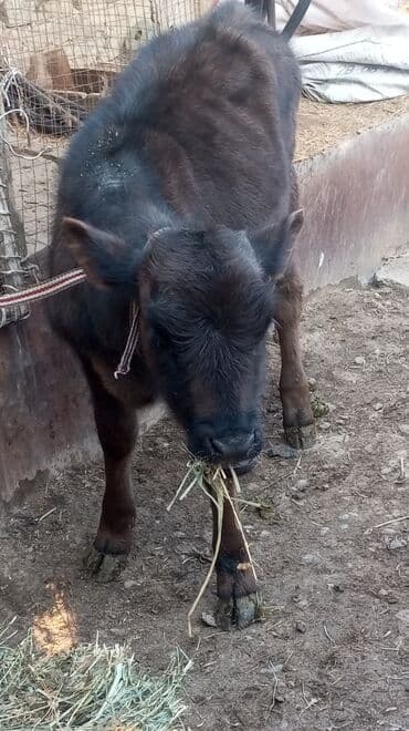 продажа щенков немецкой овчарки с документами в бишкеке: Сатам | Кунаажын | Бордоп семиртүү үчүн | Байланган — 5