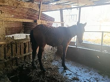 Лошади, кони: Продаю | Жеребенок | Для разведения — 3