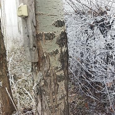 электро генераторы: Саженцы деревьев: Тополя — 3