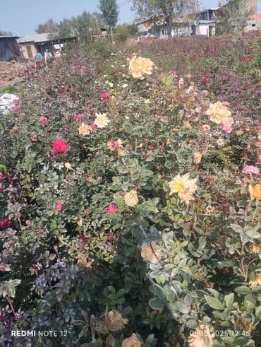 декоративные растения: Саженцы цветка: Розы — 1