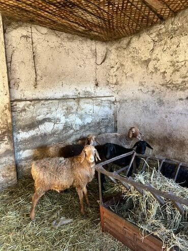 цены породистых собак: Продаю | Овца (самка) | Для разведения — 3