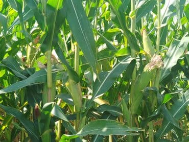 грибы лисички: Кукуруза — 3