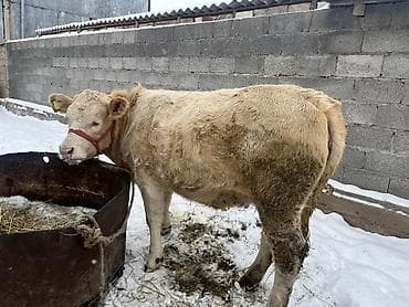 улики для пчел: Продаю | Тёлка | На откорм | Привязанные — 4