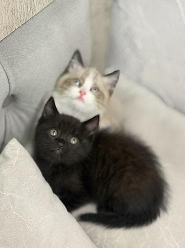 Мышыктар: Котята домашние, короткошёрстные. В помёте два малыша: - Окрас — 4