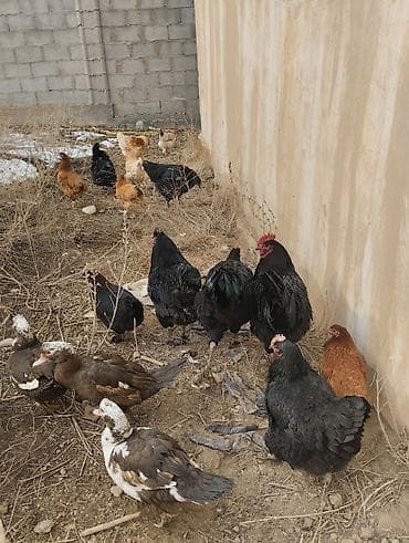 Продаю | Петух | Для разведения, На забой