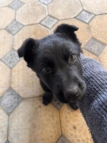 Щенок бельгийской овчарки, черный окрас. Небольшого размера, плотный