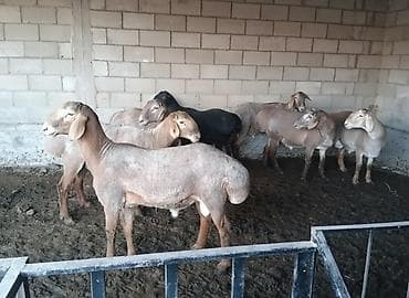 курица адлер: Продаю | Овца (самка) | Для разведения | Племенные — 1