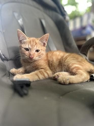 d cat: Ищу дом для рыжика🧡 Рыжий котёнок с классическим полосатым рисунком — 2