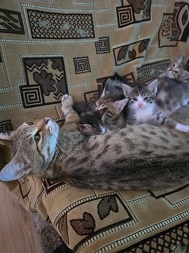 ангорская кошка: Котята, помёт от домашней кошки. На фото — пятеро малышей — 6