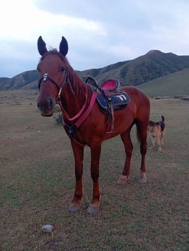 собака дом: Продаю | Жеребец | Конный спорт — 4