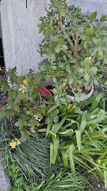 купить орхидею живую: Живые цветы в горшках — 8