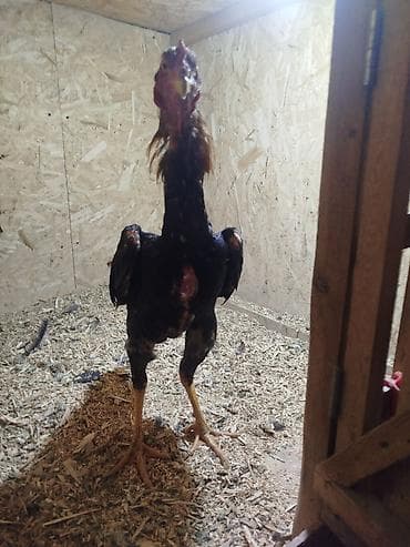 дакан цыпленок: Продаю | Петух — 7