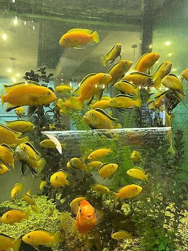 попуга: Аквариумные рыбы — яркие цихлиды (Malawi/Мбуна) и попугай-парарот — 3