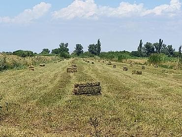 рыбы купить в аквариум: Клевер 
с. Киргшелк — 4
