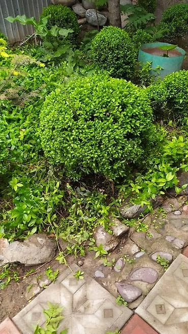 Самшит: Самшит вечнозелёный (Buxus sempervirens), сформированные шаровидные — 1