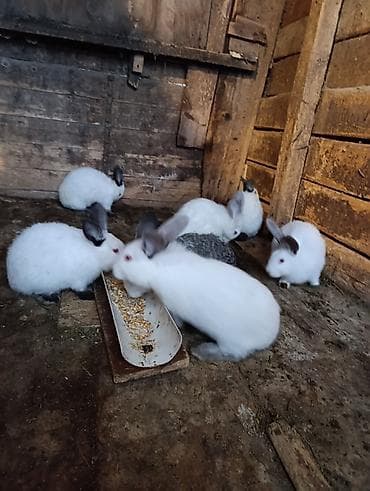 Продаю | Крольчата | Для разведения