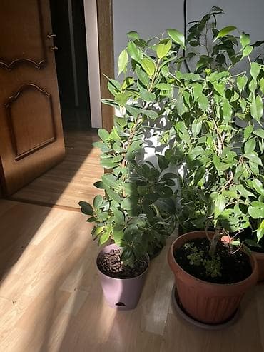 искусственный пальма: Комнатные растения в горшках: 1) Фикус Бенджамина (Ficus benjamina) — — 3