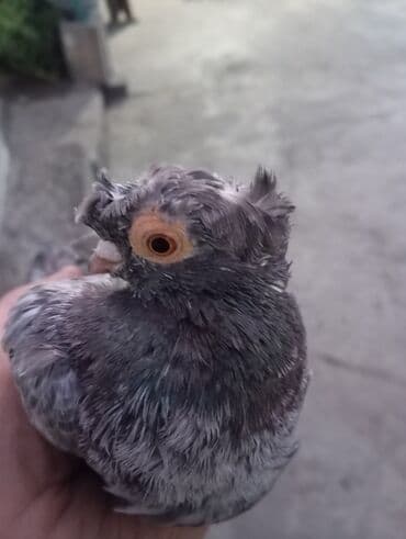 ак кеклик: Пара голубь двух-чубый, голубка чубатая 1600 сом. обмен интересует — 3