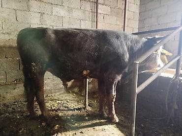 сом рыба: Продаю | Бык (самец) | На откорм — 2