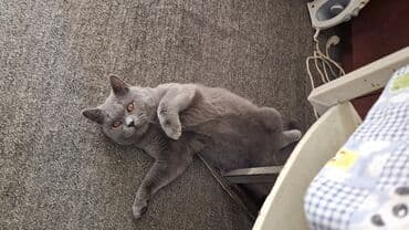 коты в ош: Британская короткошёрстная, 1 год, Мальчик, Голубой, Приучена к лотку — 3