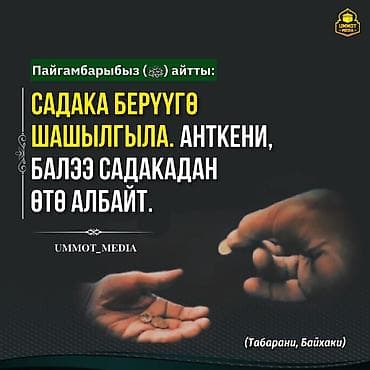 навоз чернозем: Рассада клубники садовой молодой сад - Сорт крупноплодный, ягоды — 4
