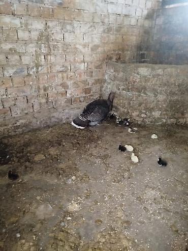 Продам с/х животных: Продаю | Индюшка (самка) | Для разведения | Племенные — 3