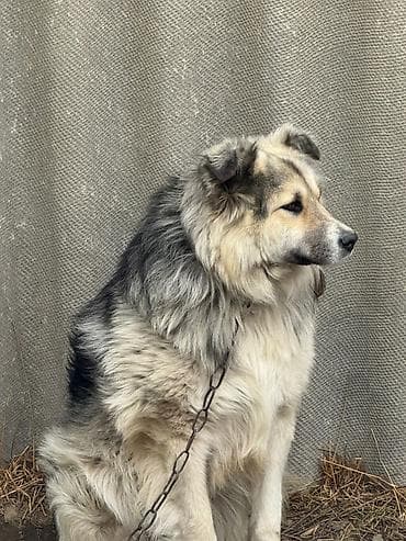 Ит бекер берем: Крупная пушистая собака-охранник. Длинная густая шерсть с подпалом — 1