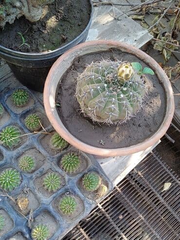 мантышницы бишкек: Продам кактусы — 11