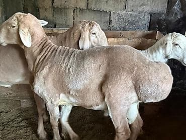 бычок бычки: Продаю | Овца (самка) | Арашан | Для разведения | Матка — 2