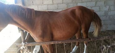 дом для котов: Сатам | Жылкы (эркек) | Жумушка — 4