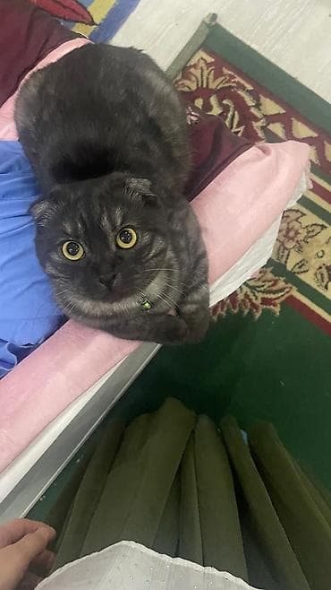 кошки мальчики: Шотландская вислоухая кошка (скоттиш-фолд), окраса дымчатый мрамор — 3