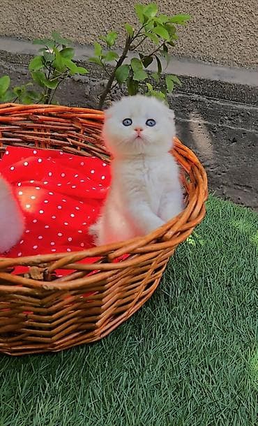 шотландская белая кошка: Шотландские котята. Scottish fold окрас серебристая шиншилла — 2