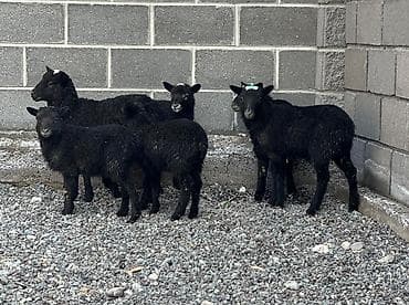 Лошади, кони: Продаю | Овца (самка), Ягненок, Баран (самец) | Гиссарская, Арашан | Для разведения | Племенные, Котные, Матка — 3