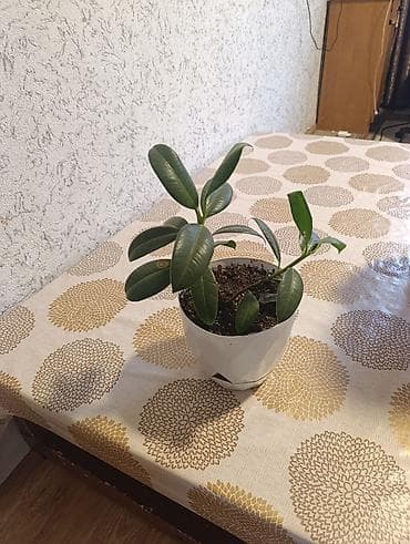 цветы горшочные: Комнатные растения в горшках (несколько видов): 1) Бегония — 4