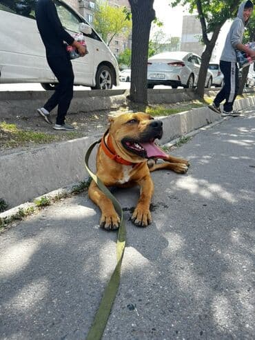 бульдог французский: Собака даром: Амстафф, 1 год, Самец, С прививкой — 2