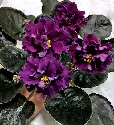 новогодние костюмы для взрослых: Продаю взрослые фиалки 🌺🌺🌺.Цена 300-350-400.Нахожусь в районе Тоголок — 9
