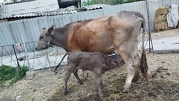 животные баран: Продаю | Корова (самка) | Швицкая | Для разведения | Привязанные — 1