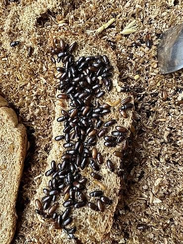 мал доктор: Жук знахарь лечебный
В наличии — 1