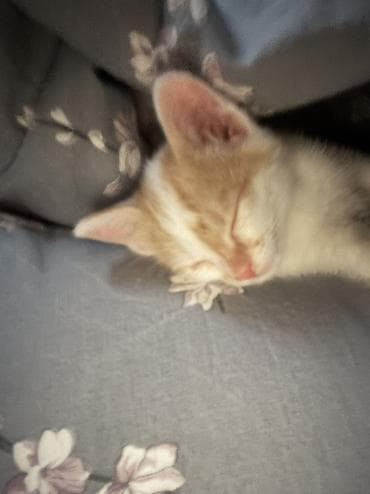 кошка 303: Кошка даром: Беспородная, 2 месяца, Девочка, Приучена к лотку — 7