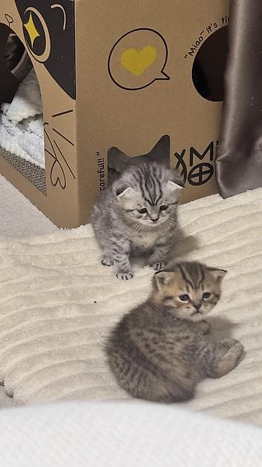кошка вислоухая серая: Скотиш Фолд (Шотландская вислоухая), 1 месяц, Девочка, Серебристая шиншилла — 4