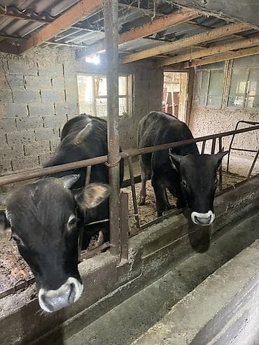 продается кашара: Продаю | Бык (самец) | На откорм | Привязанные — 1