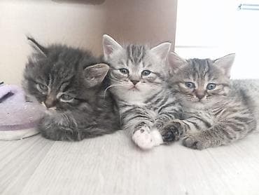 Шотландский котенок прямоухий. Возраст 1,5 месяца, девочка. Приучена к — 3