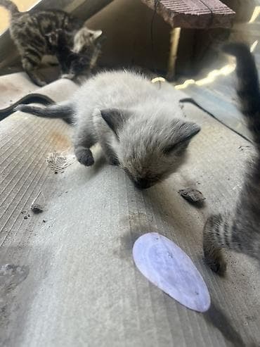 отдаём: Отдам в добрые руки котят и маму-кошку!🌸 На фото — вся семья: мама и 4 — 5