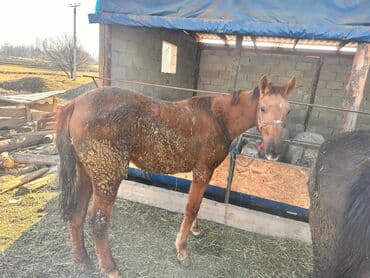 возьму собаку в добрые руки: Продаю | Кобыла (самка) | Полукровка | На забой — 3