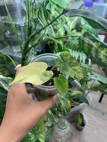 хойа: Продам 2 цветочка 1)хойя керри вариегата 2)алоказия гагеана аурея оба — 3